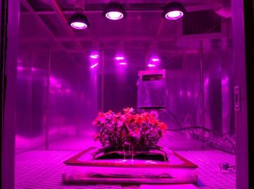 La NASA quiere sembrar plantas en el espacio