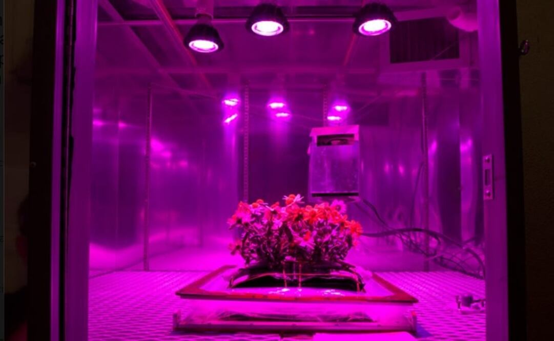 Los contenedores utilizan las luces LED en tonos de rojo, blanco, azul, y este año, tienen una mezcla de fertilizante. (FOTO: NASA)