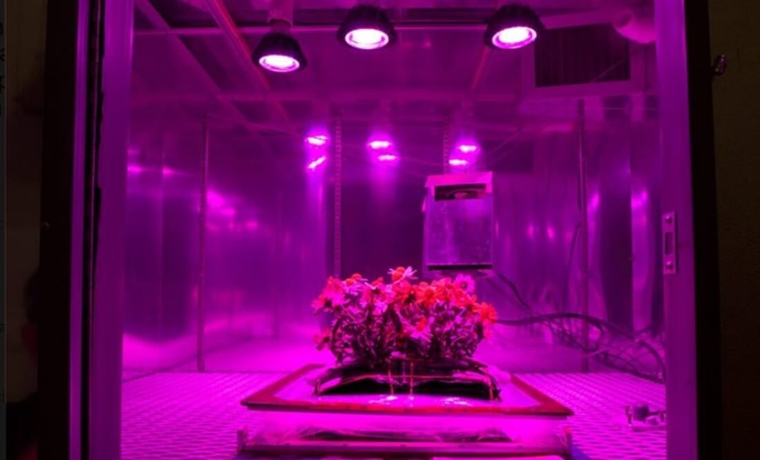 Los contenedores utilizan las luces LED en tonos de rojo, blanco, azul, y este año, tienen una mezcla de fertilizante. (FOTO: NASA)