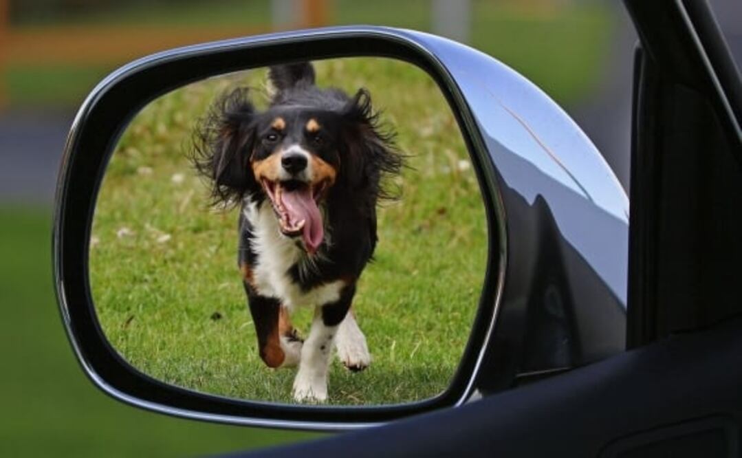 Aunque parezca una práctica inofensiva, dejar a tu perro en el auto podría ser fatal. Foto: Archivo El Universal