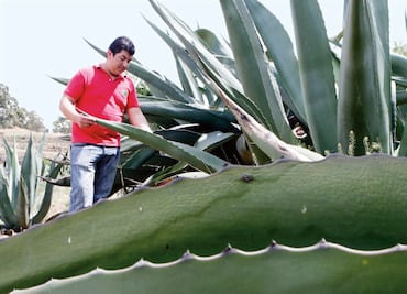 Cinvestav busca combatir obesidad utilizando fructanos del agave