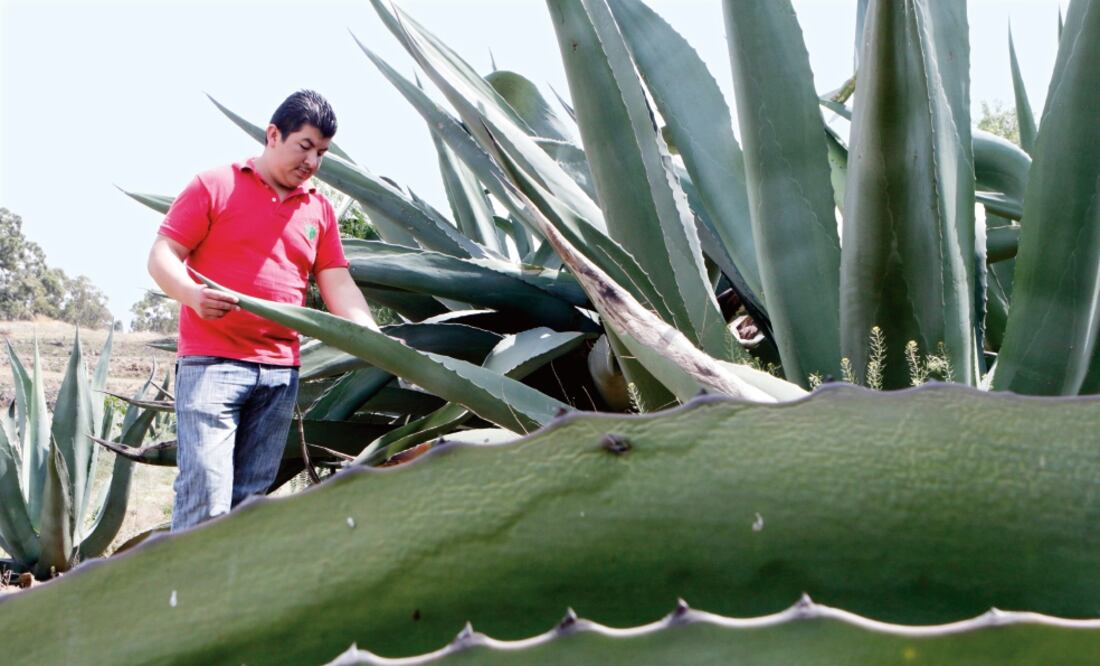 Los azúcares del agave pueden ayudar a atender los problemas metabólicos al combinarse con la flora intestinal conocida como microbiota, señalan expertos (ARCHIVO EL UNIVERSAL)
