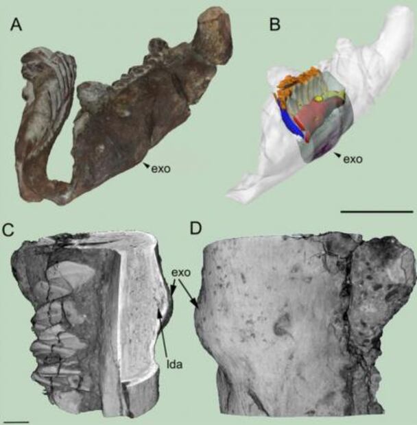 Hallan el primer tumor fosilizado de dinosaurio