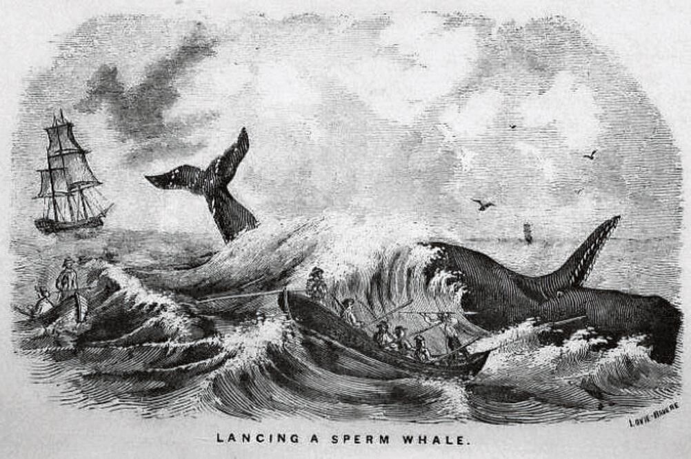 Ilustración de ballenas del libro escrito por Charles Nordhoff, titulado al inglés "Whaling And Fishing" (1856).