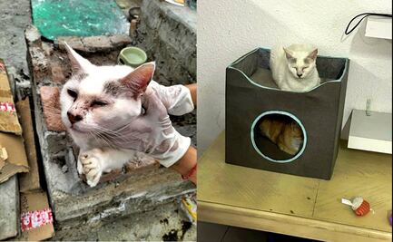 Los 117 gatos y cuatro patos rescatados en Edomex ya reciben atención médica; serán puestos en adopción