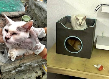 Los 117 gatos y cuatro patos rescatados en Edomex ya reciben atención médica; serán puestos en adopción