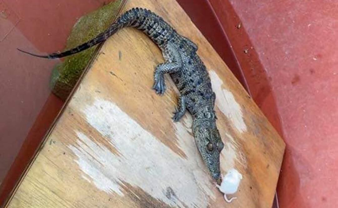 Foto: Facebook JA Venegas