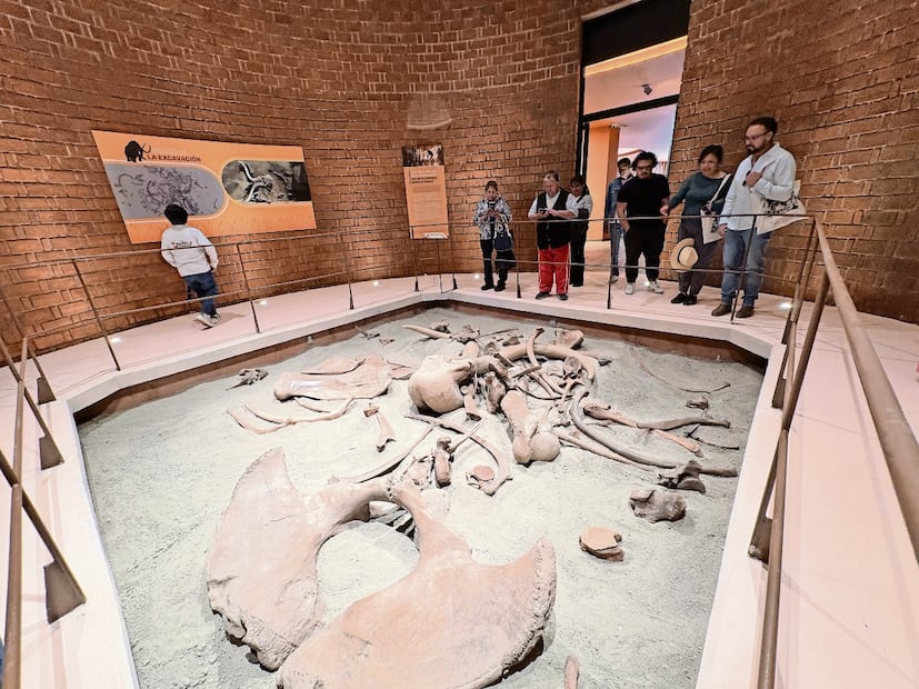 En 2015, cuando se hacían obras complementarias al AIFA se descubrieron
huesos de gran tamaño y el INAH identificó que se trataban de mamuts. Foto: Arturo Contreras / EL UNIVERSAL