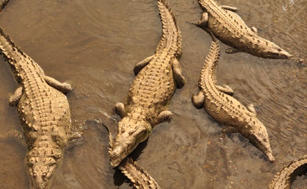 Madre lanza a su hijo discapacitado a un río de cocodrilos