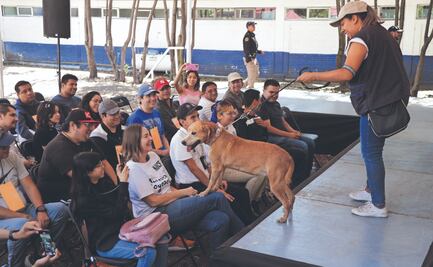 Michis y lomitos desfilan en busca de un hogar