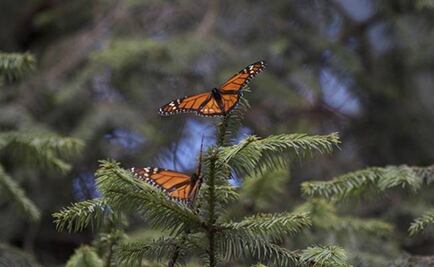 Monarch butterflies get help from unlikely source: California's drought