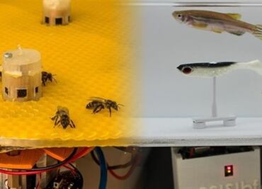 Logran que abejas y peces se comuniquen entre sí mediante robots