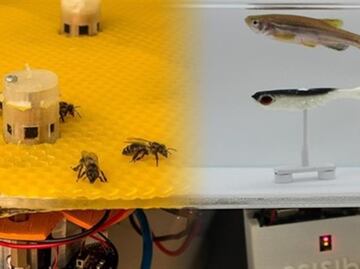 Logran que abejas y peces se comuniquen entre sí mediante robots