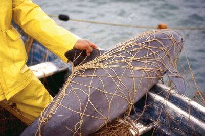 México, EU y China se unen contra el tráfico de totoaba