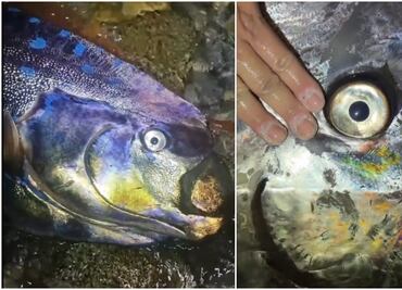 Captan a dos peces remo en Baja California Sur y video se viraliza en TikTok; ¿por qué se les relaciona con el fin del mundo?