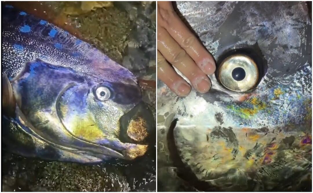 Captan a dos peces remo en Baja California Sur; ¿por qué se les relaciona con el fin del mundo?