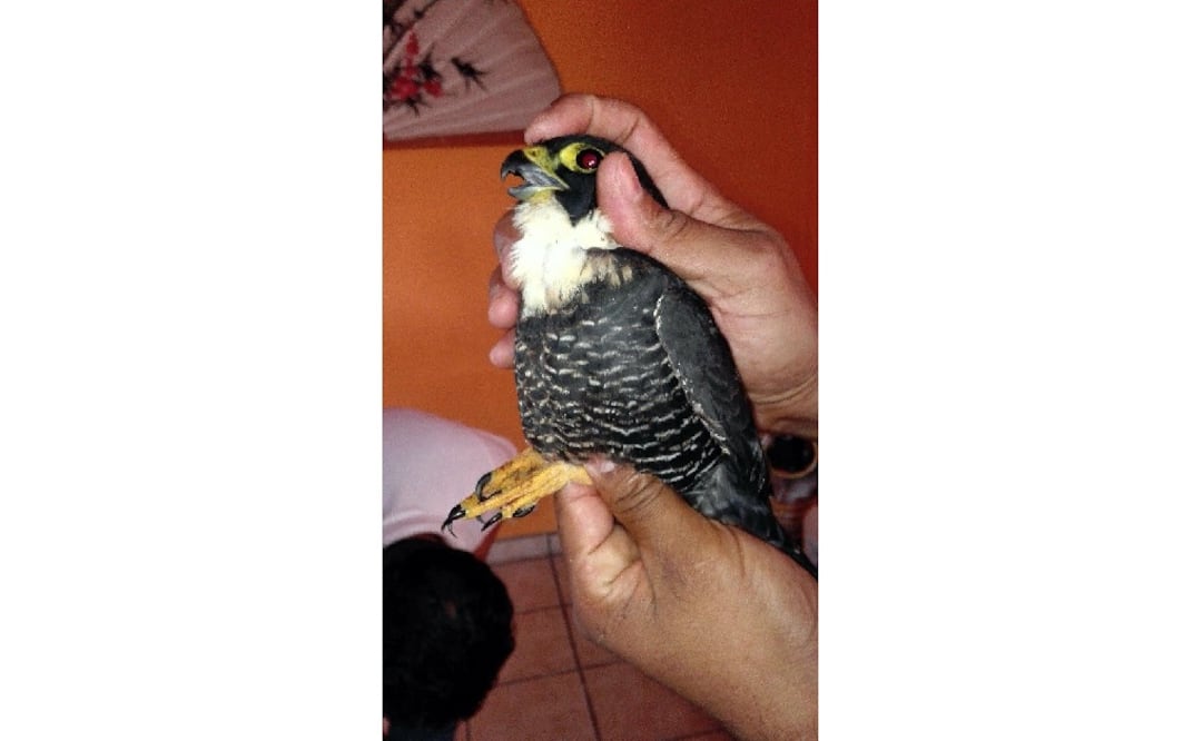 Foto: Twitter @PROFEPA_Mx