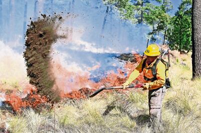 Narcotráfico provoca el 30% de incendios forestales