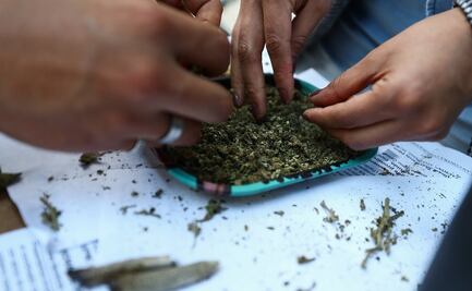 Los 7 puntos clave de la despenalización de la marihuana aprobada en el Senado