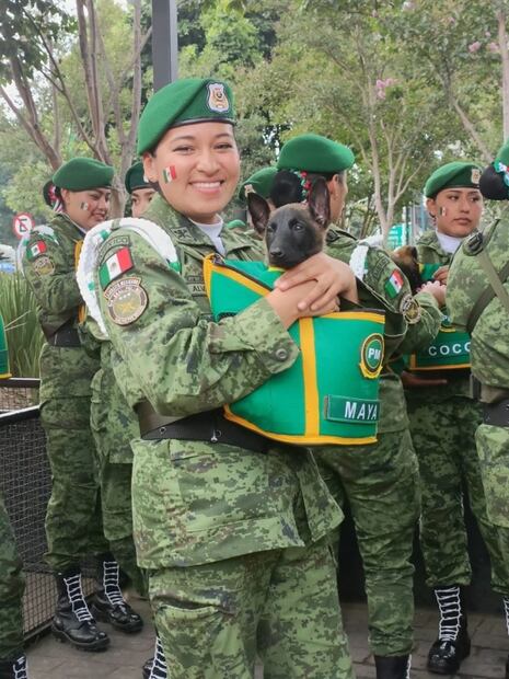 ¡Suave batallón! "Max" y perritos del Ejército desfilan en el Zócalo