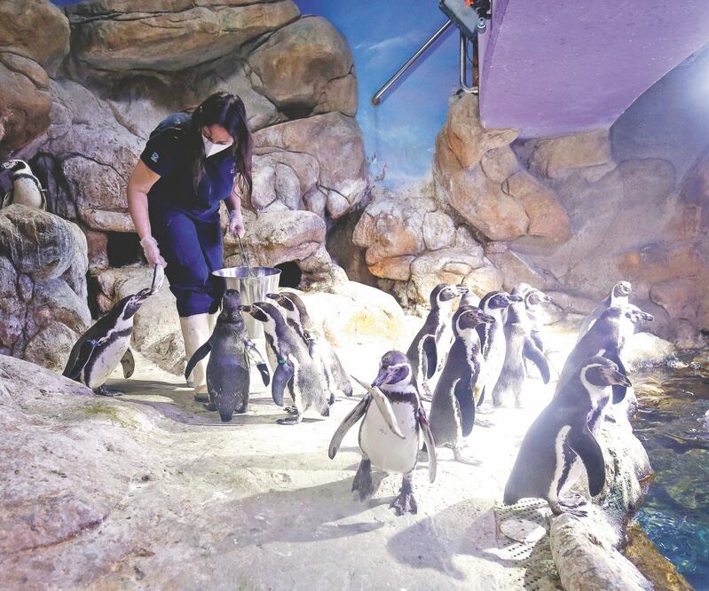 Una bióloga usa un cubrebocas y guantes al darle de comer a pingüinos en un acuario que permanece cerrado en Barcelona, España. Foto: PAU BARRENA. AFP
