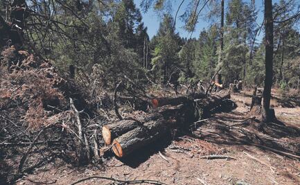 Hasta 110 años de prisión por tala ilegal