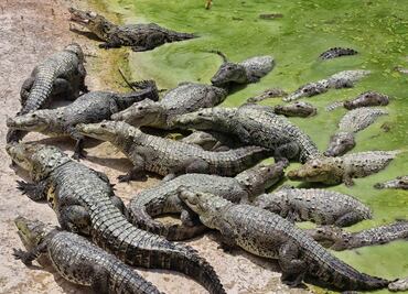 Más de 11 mil cocodrilos hondureños podrían morir de hambre