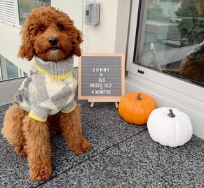 H&M lanza colección para ti y tu mascota