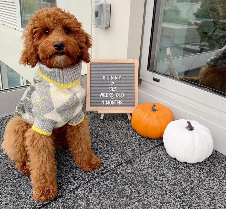 H&M ha pensado en nuestras mascotas y ahora también pueden lucir estilismos mientras cuidas al planeta  Foto: Instagram