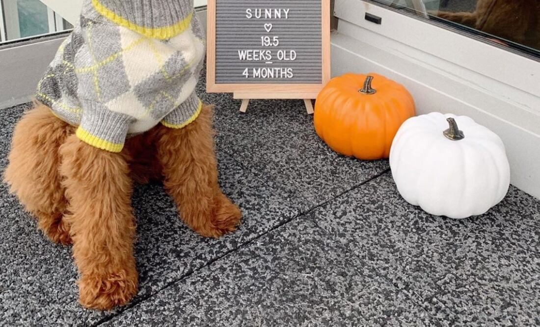 H&M ha pensado en nuestras mascotas y ahora también pueden lucir estilismos mientras cuidas al planeta Foto: Instagram