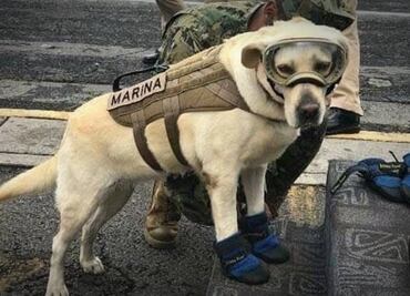 Recuerdan a “Frida”, la perrita rescatista de la Marina; 15 de noviembre, Día Nacional del Binomio Canino