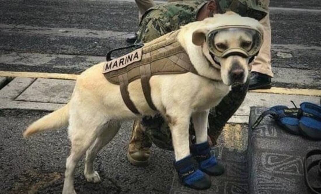 Frida fue reconocida por su trabajo de búsqueda y rescate en los sismos de 2017.