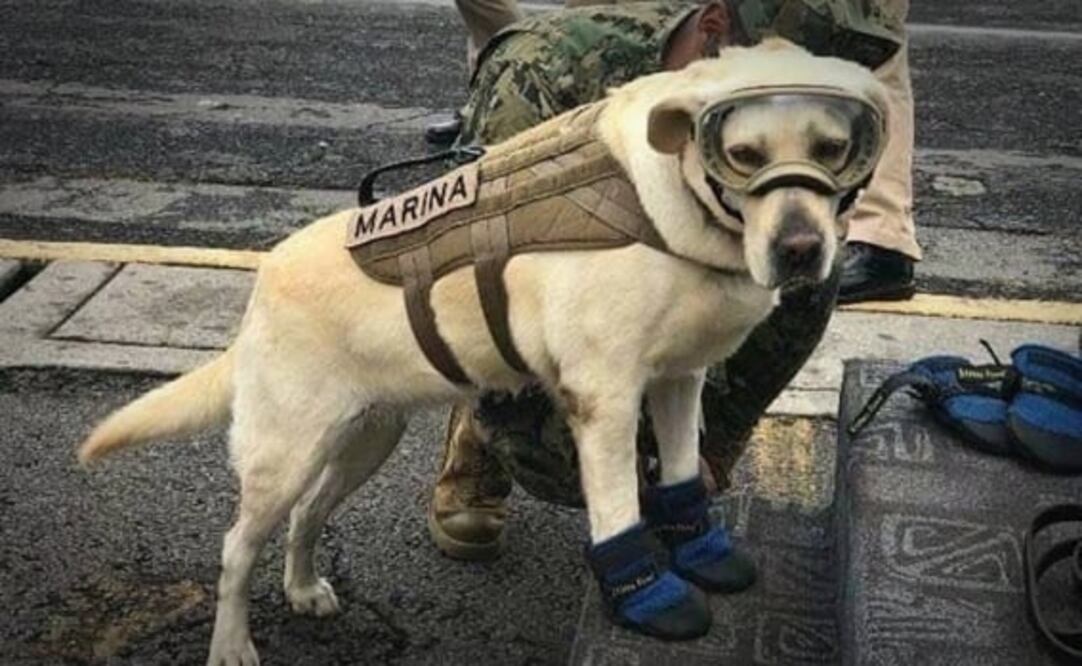 Frida fue reconocida por su trabajo de búsqueda y rescate en los sismos de 2017.