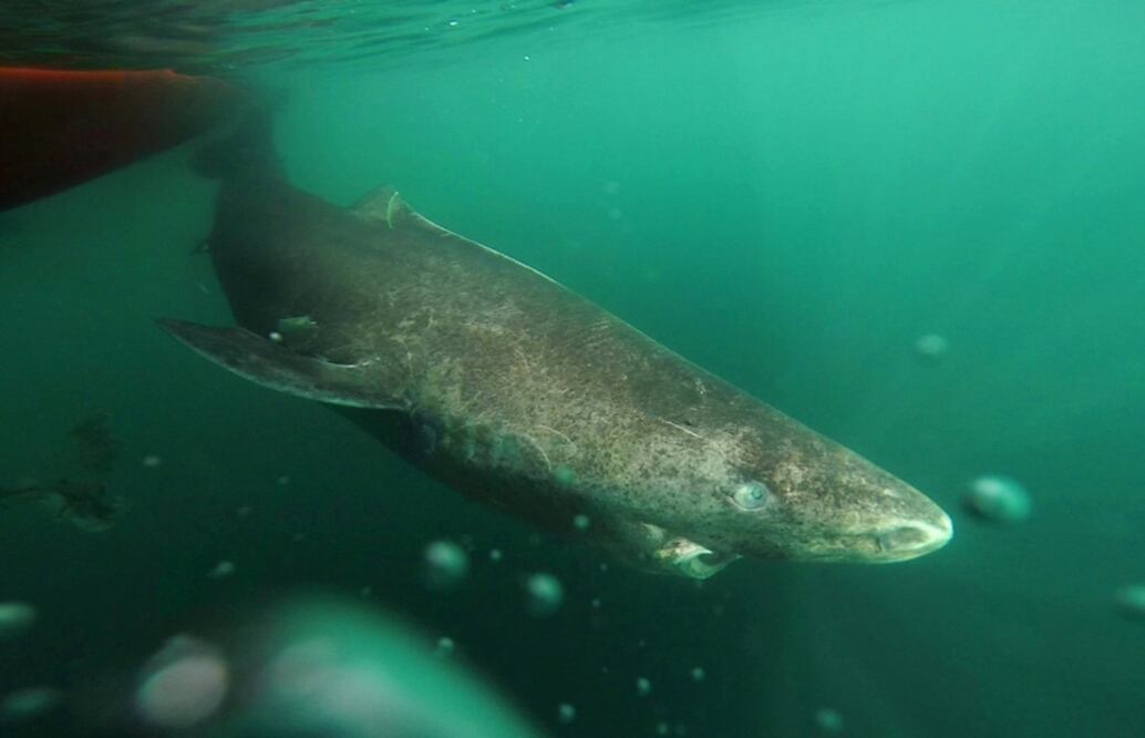 Un estudio calcula que al menos un tiburón de Groenlandia vivió alrededor de 392 años, lo que lo convierte en el animal vertebrado de más larga vida. Foto AP