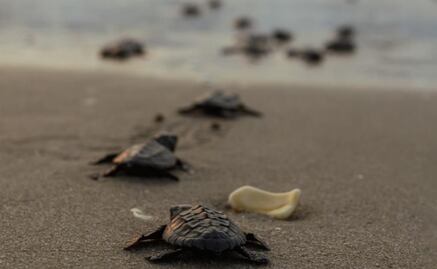 Liberan 45 mil crías de tortuga en playas de Tamaulipas; resguardan cifra récord de huevos de tortuga lora 