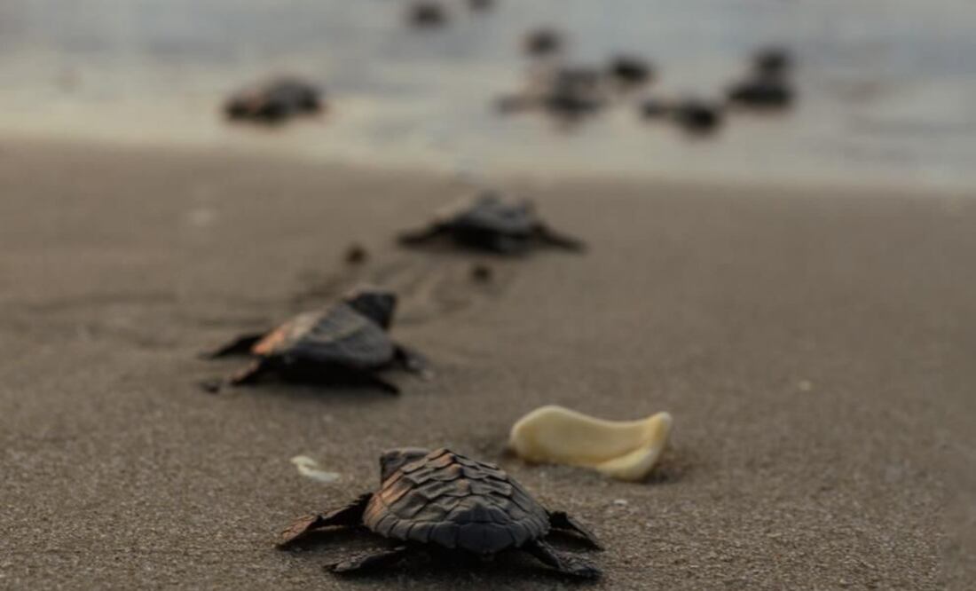 Liberan 45 mil crías de tortuga lora en playas de Tamaulipas (22/06/2025). Foto: Especial