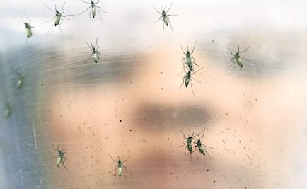Yucatán previene zika con acopio de 8.8 toneladas de objetos