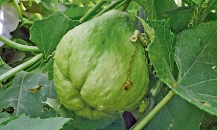 Inflación pega más en 29 ciudades