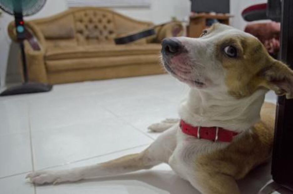 Así puedes ayudar a los perros y gatos de la calle durante el frío