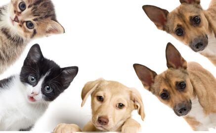 Facebook prohíbe la venta de mascotas en su plataforma