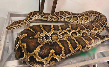 Profepa asegura pitón con escamas lastimadas y ligera deshidratación; era exhibida en un circo de Zacatecas