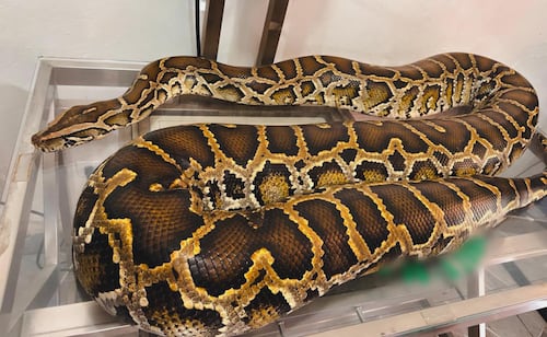 Profepa asegura pitón con escamas lastimadas y ligera deshidratación; era exhibida en un circo de Zacatecas