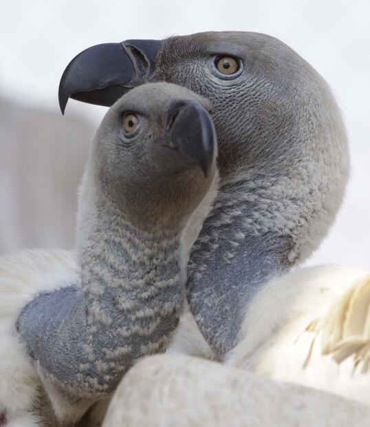 Zopilotes para desviar la atención