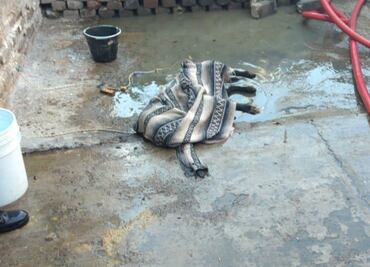 Perrita muere por quemaduras de pirotecnia en Neza