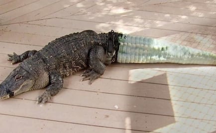 Un cocodrilo recuperó su cola con una prótesis impresa en 3D