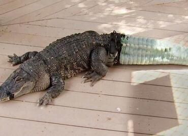 Un cocodrilo recuperó su cola con una prótesis impresa en 3D
