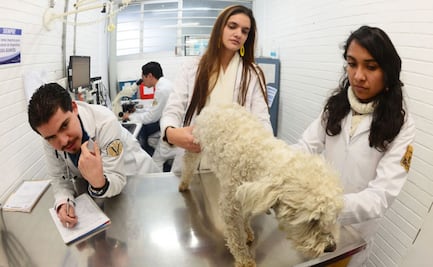 UNAM alcanza lugar 41 mundial en Ciencias Veterinarias, según ranking; es la universidad mexicana con el mejor resultado