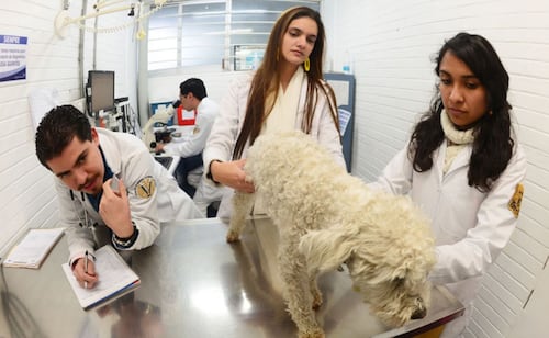 UNAM alcanza lugar 41 mundial en Ciencias Veterinarias, según ranking; es la universidad mexicana con el mejor resultado