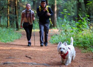 Lánzate con tu perro a esta caminata en el bosque de la CDMX