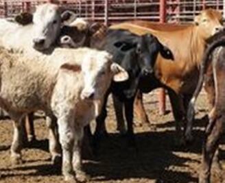 Exportación de ganado bovino a EU registra incremento del 40%